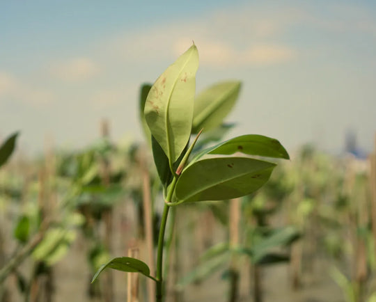 Donasi Pohon Mangrove
